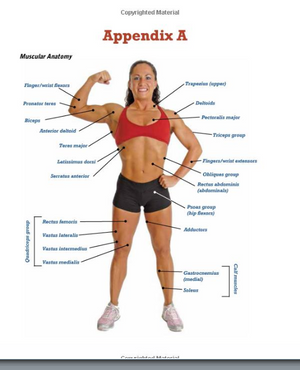 Rock Climber's Exercise Guide